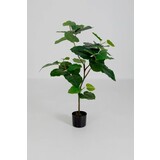 Potted Ficus Umbellata Plant 125 cm Potted Ficus Umbellata Plant 125 cm