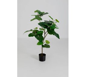 Potted Ficus Umbellata Plant 125 cm Potted Ficus Umbellata Plant 125 cm