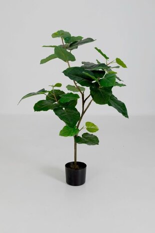 Potted Ficus Umbellata Plant 125 cm