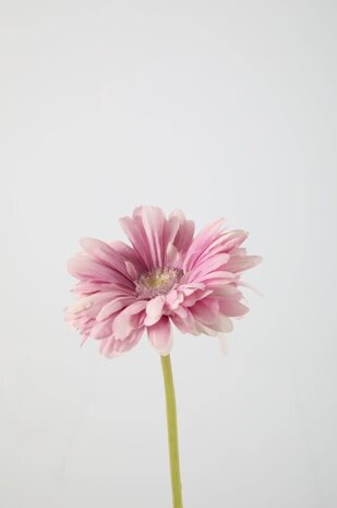 Gerbera Daisy Stem – Purple Gerbera Daisy Stem – Purple