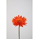 Spider Gerbera Daisy Stem – Orange 50cm Spider Gerbera Daisy Stem – Orange 50cm