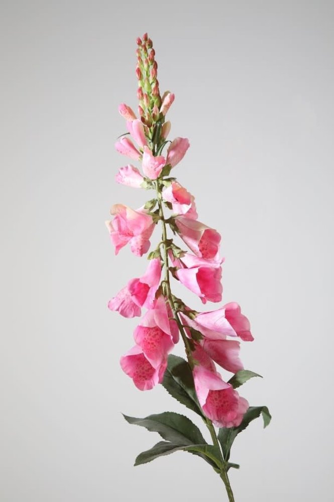 Foxglove Single Stem – Pink 97cm Foxglove Single Stem – Pink 97cm