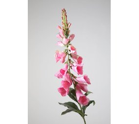 Foxglove Single Stem – Pink 97cm Foxglove Single Stem – Pink 97cm