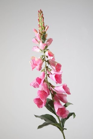 Foxglove Single Stem – Pink 97cm Foxglove Single Stem – Pink 97cm