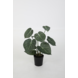 Anthurium 62cm Anthurium 62cm