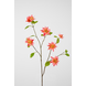 Clematis Jewel Spray-roze 92cm Clematis Jewel Spray-roze 92cm