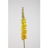 Eremurus-geel 94cm Eremurus-geel 94cm