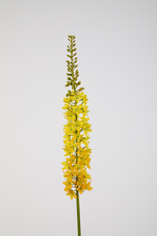 Eremurus-geel 94cm Eremurus-geel 94cm