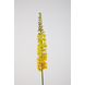 Eremurus-geel 94cm Eremurus-geel 94cm
