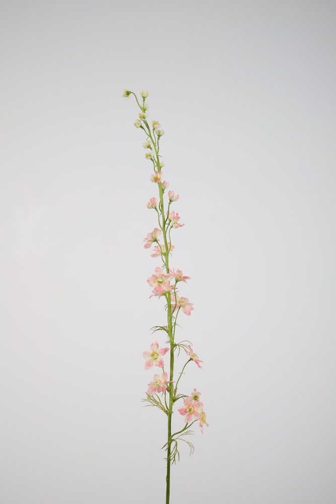 Larkspur-Pi 93cm Larkspur-Pi 93cm