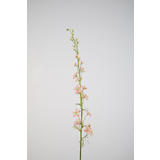 Larkspur-Pi 93cm Larkspur-Pi 93cm