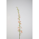 Larkspur-Pi 93cm Larkspur-Pi 93cm