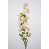 Campanula -Lila 90cm Campanula -Lila 90cm