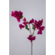 Bougainvillea Spray fuchsia - 100cm Bougainvillea Spray fuchsia - 100cm