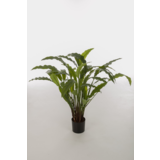 Calathea Potted Bush 82cm Calathea Potted Bush 82cm