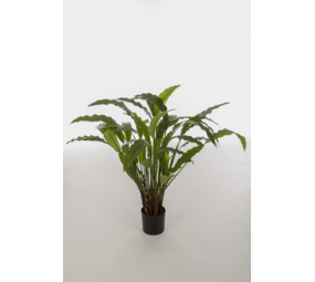 Calathea Potted Bush 82cm Calathea Potted Bush 82cm