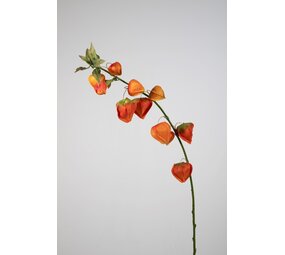 Chinese Lantern Spray  - 102cm
