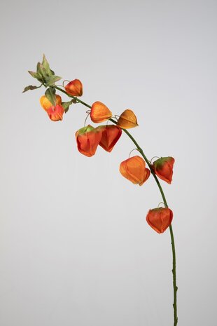 Chinese Lantern Spray  - 102cm