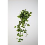 Pothos Bush x11 - 120cm