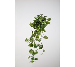 Pothos Bush x11 - 120cm