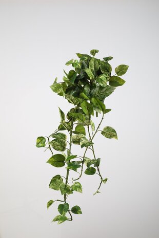 Pothos Bush x11 - 120cm Pothos Bush x11 - 120cm