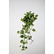 Pothos Bush x11 - 120cm Pothos Bush x11 - 120cm