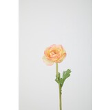 Ranunculus 35cm – Peach