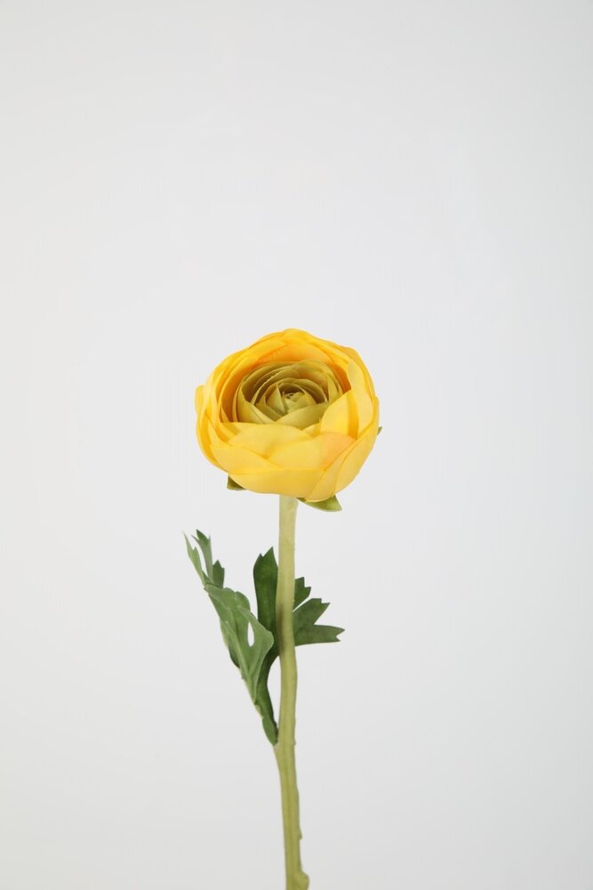 Ranunculus Stem 35cm – yellow Ranunculus Stem 35cm – yellow