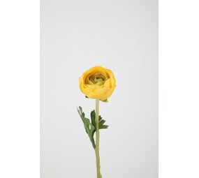 Ranunculus Stem 35cm – yellow Ranunculus Stem 35cm – yellow