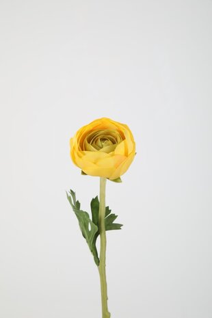 Ranunculus Stem 35cm – yellow Ranunculus Stem 35cm – yellow