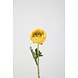 Ranunculus Stem 35cm – yellow Ranunculus Stem 35cm – yellow