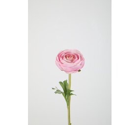 Ranunculus Stem 35cm – Pink Ranunculus Stem 35cm – Pink