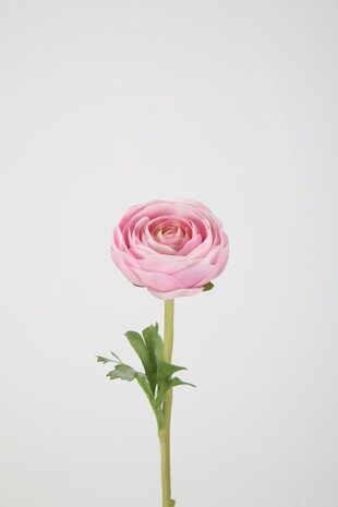 Ranunculus Stem 35cm – Pink Ranunculus Stem 35cm – Pink