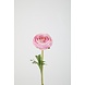 Ranunculus Stem 35cm – Pink Ranunculus Stem 35cm – Pink