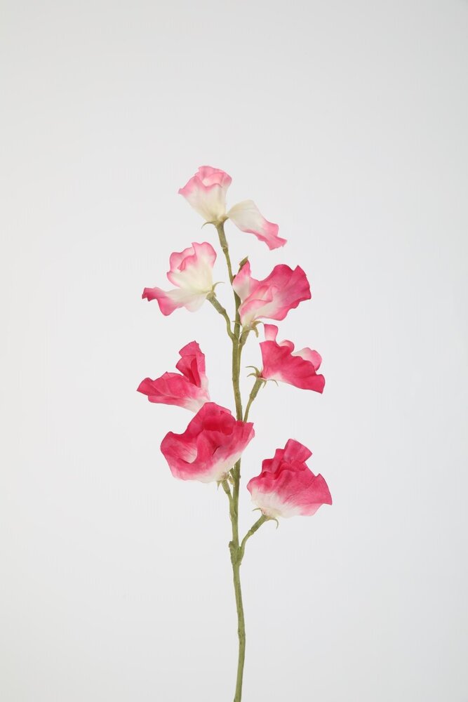 Sweetpea Stem 56cm – Beige Sweetpea Stem 56cm – Beige