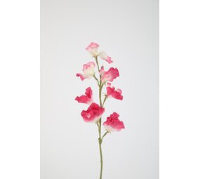 Sweetpea Stem 56cm – Beige Sweetpea Stem 56cm – Beige
