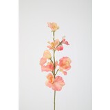 Sweetpea Stem 56cm – Peach Sweetpea Stem 56cm – Peach