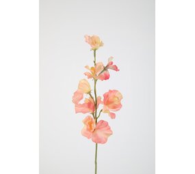 Sweetpea Stem 56cm – Peach Sweetpea Stem 56cm – Peach