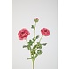 Ranunculus Spray 66cm – Pink Ranunculus Spray 66cm – Pink