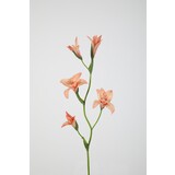 Gladiolus Spray 92cm Gladiolus Spray 92cm