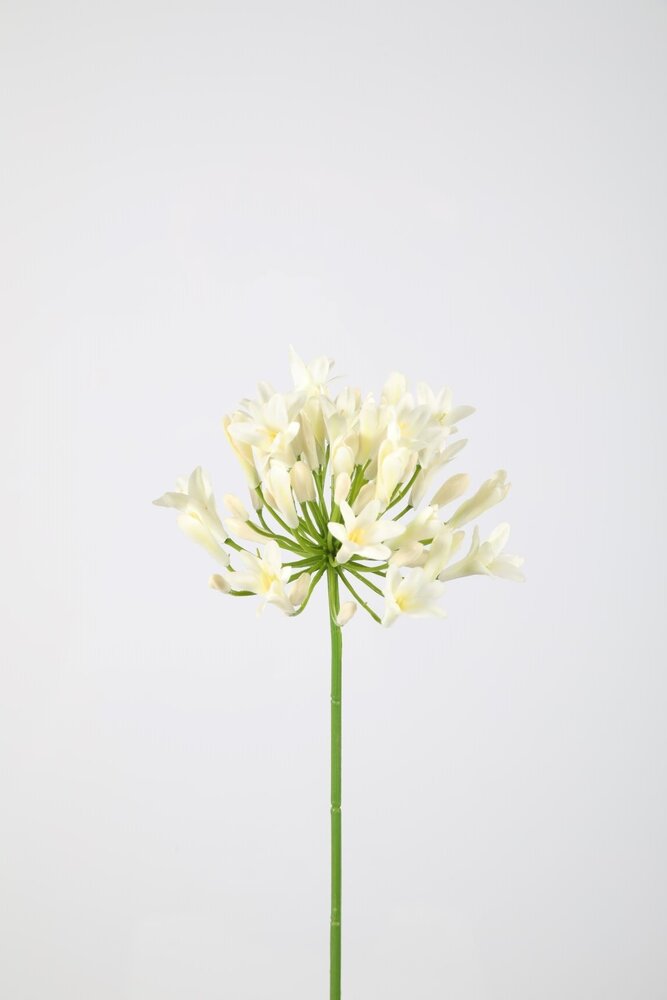 Agapanthus 75cm