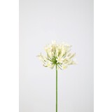 Agapanthus 75cm Agapanthus 75cm