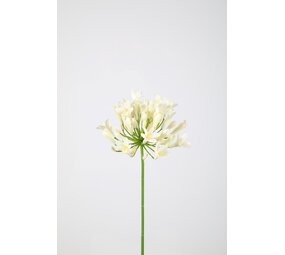 Agapanthus 75cm Agapanthus 75cm