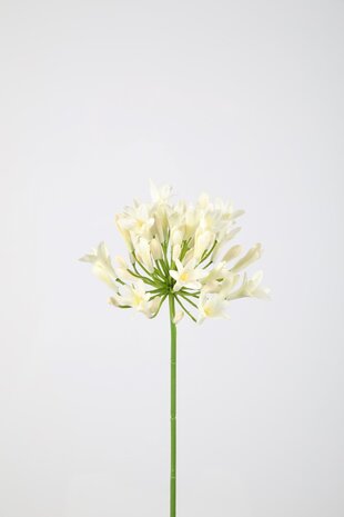 Agapanthus 75cm
