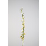 Larkspur yellow - 93cm Larkspur yellow - 93cm