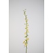 Larkspur yellow - 93cm Larkspur yellow - 93cm