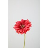 Gerbera Daisy Stem – Pink Gerbera Daisy Stem – Pink