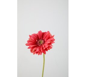Gerbera Daisy Stem – Pink Gerbera Daisy Stem – Pink