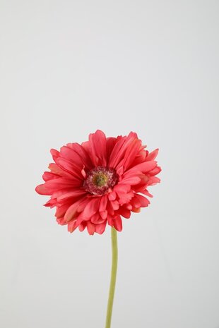 Gerbera Daisy Stem – Pink Gerbera Daisy Stem – Pink