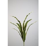 Sanceveria Bush Sanceveria Bush